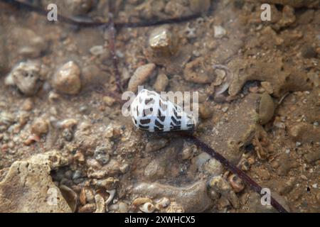 Cone snail shell on beach, Fiji Stock Photo