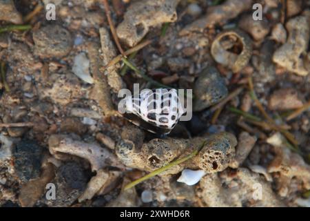 Cone snail shell on beach, Fiji Stock Photo - Alamy