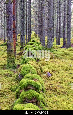 Old moss covered stone wall in a spruce woodland Stock Photo