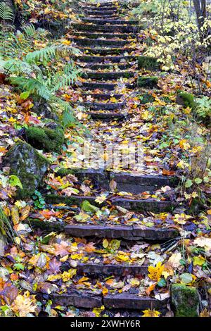 Stairs in a nature park with fallen autumn leaves Stock Photo