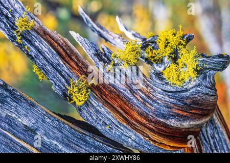 Growing Wolf lichen on a old tree stump in an old growth forest Stock Photo