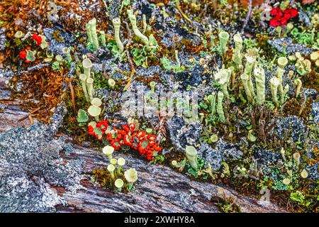 Cup lichen growing on an old tree Stock Photo