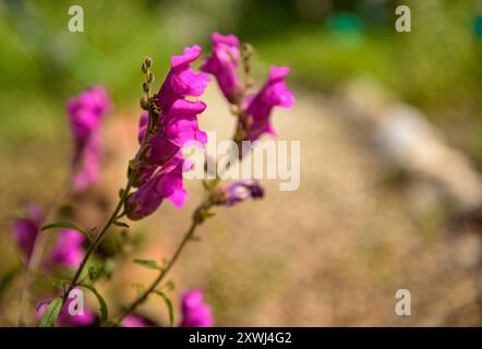 Snapdragon (Antirrhinum majus) in the botanical garden of Gombrèn (Ripollès, Girona, Catalonia, Spain, Pyrenees) ESP Boca de dragón, Antirrhinum majus Stock Photo