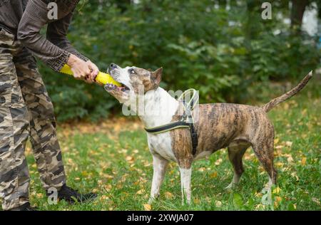 A Staffordshire Terrier is having obedience training in a park. The dog is playing fetch and focusing on the trainer's commands, in a beautiful outdoo Stock Photo