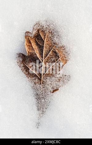 Winter in Britain - a fallen oak leaf frozen and part covered with snow Stock Photo