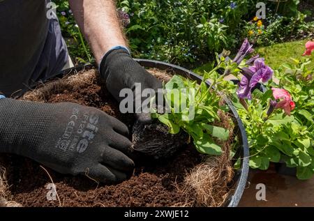 Close up of man person gardener planting petunias in a hanging basket filled with potting compost in spring England UK United Kingdom GB Great Britain Stock Photo