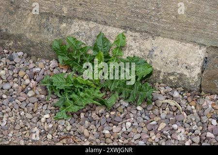 Dandelion weed, UK (Taraxacum) Stock Photo