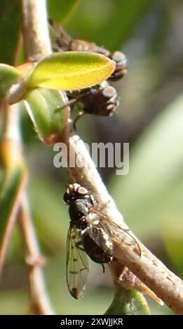 Signal Flies (Platystomatidae) Insecta Stock Photo - Alamy