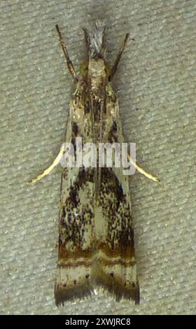 Elegant Grass-veneer (Microcrambus elegans) Insecta Stock Photo