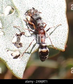 Bull Ants (Myrmecia) Insecta Stock Photo - Alamy