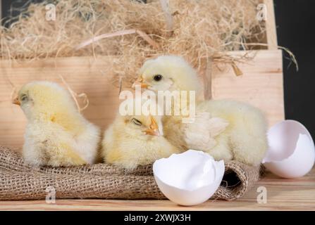 Three cute yellow baby chicks with broken eggshell on burlap sack and hay in the basket. The chicks are all looking in the same direction. Isolated on Stock Photo