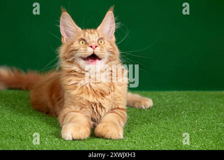 A cute ginger cat with big eyes lying on green grass. The cat looks curious with its mouth open. Its fluffy fur and bright green eyes stand out in the Stock Photo