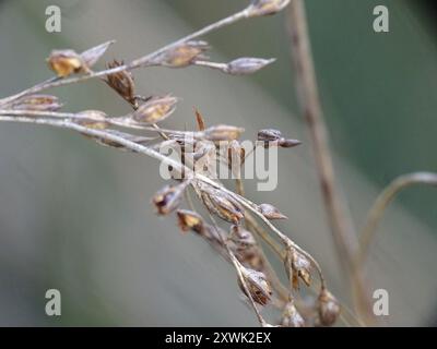 Baltic Rush (Juncus balticus) Plantae Stock Photo