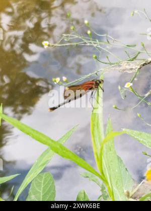 American Rubyspot (Hetaerina americana) Insecta Stock Photo - Alamy