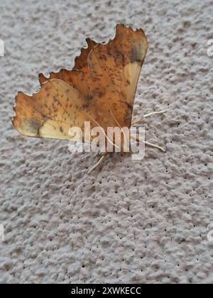 Maple Spanworm Moth (Ennomos magnaria) Insecta Stock Photo