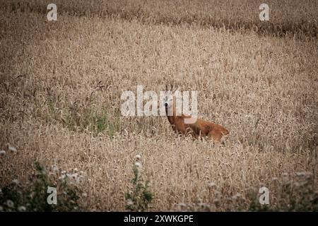 A young roebuck stands in a grain field Stock Photo