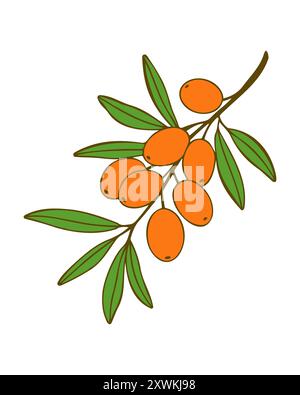 Sea buckthorn branch with ripe fruits orange berries isolated on white background. Vector illustration Stock Vector