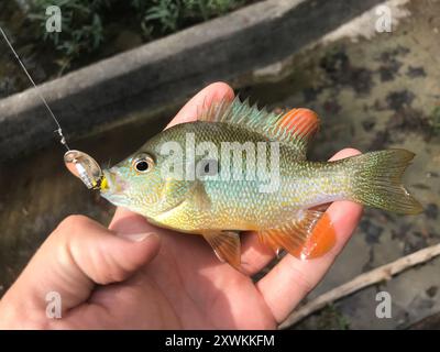 Longear Sunfish Complex (Lepomis megalotis) Actinopterygii Stock Photo