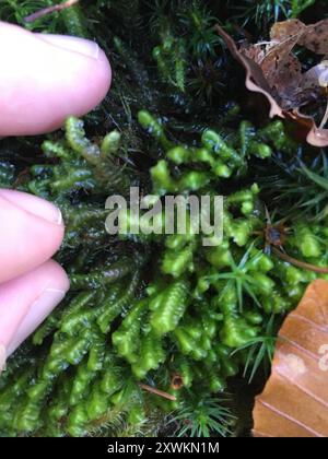 greater whipwort (Bazzania trilobata) Plantae Stock Photo