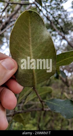 Karo (Pittosporum crassifolium) Plantae Stock Photo