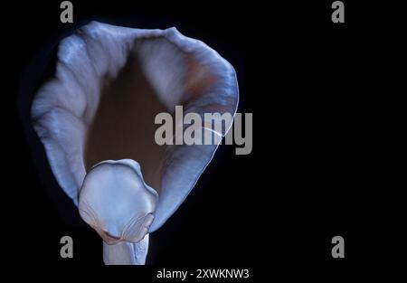 Copy space to the right of a real single pink oyster mushroom on a black background. Stock Photo