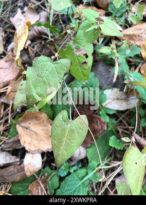 Black-bindweed (Fallopia convolvulus) Plantae Stock Photo - Alamy