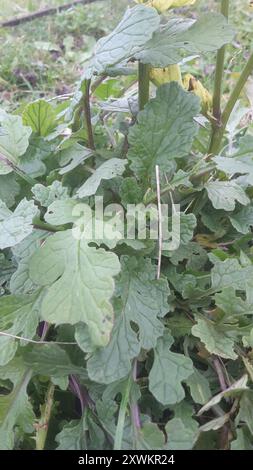 Marsh Ragwort (Jacobaea aquatica) Plantae Stock Photo - Alamy