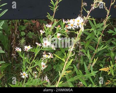 bushy, eastern, heart-leaved, and old field asters (Symphyotrichum) Plantae Stock Photo