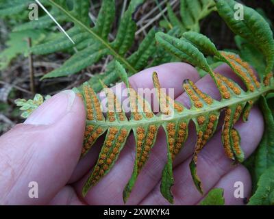 intermediate polypody (Polypodium interjectum) Plantae Stock Photo