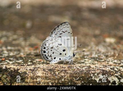 Common Hedge Blue (Acytolepis puspa) Insecta Stock Photo