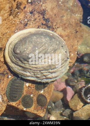 Blackfoot Paua (Haliotis iris) Mollusca Stock Photo