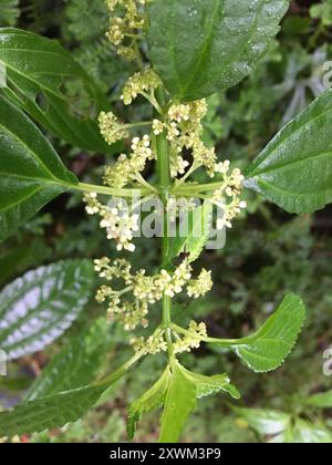 clearweed (Pilea) Plantae Stock Photo