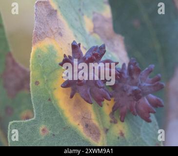 Urchin Gall Wasp (Cynips quercusechinus) Insecta Stock Photo