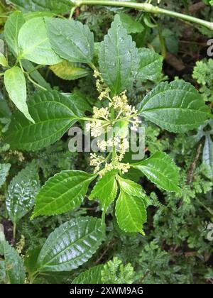 clearweed (Pilea) Plantae Stock Photo