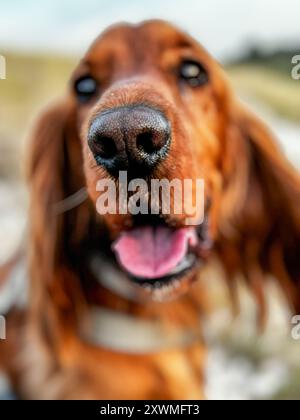 Cocker spaniel face nad nose macro Stock Photo