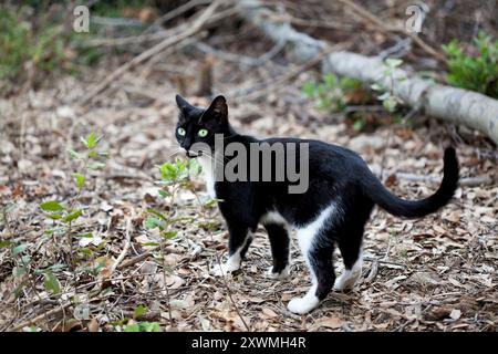 Young, female black and white tabby cat hunting in a wood. Stock Photo