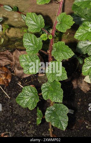 Chinese Bramble (Rubus tricolor) Plantae Stock Photo - Alamy