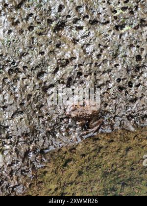 Wrinkled Frog (Glandirana rugosa Stock Photo - Alamy