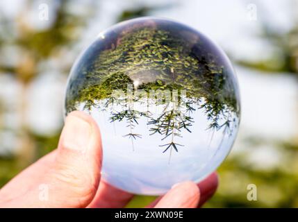 Fotokugel Glaskugel Bilder von Bäumen und Landschaften Stock Photo