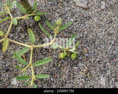 seaside sandmat (Euphorbia polygonifolia) Plantae Stock Photo