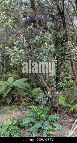 Karo (Pittosporum crassifolium) Plantae Stock Photo