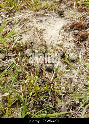 bog-stitchwort-stellaria-alsine-plantae-north-carolina-us-stock