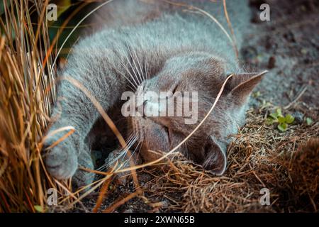 British shorthair cat with eyes closed sleeping relaxed in garden grass. Domestic cat is napping. Calm fluffy kitty is stretching out. Sweet dreams. Stock Photo