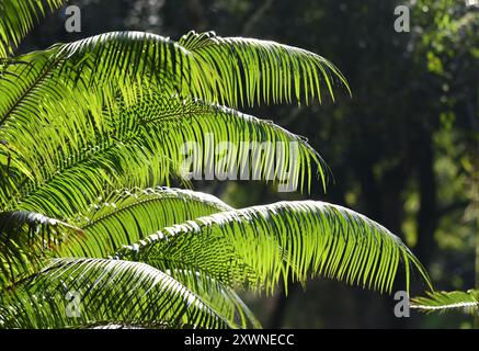 Palm leaves in the Jardim Botânico, the Botanic Garden in Rio de Janeiro Stock Photo