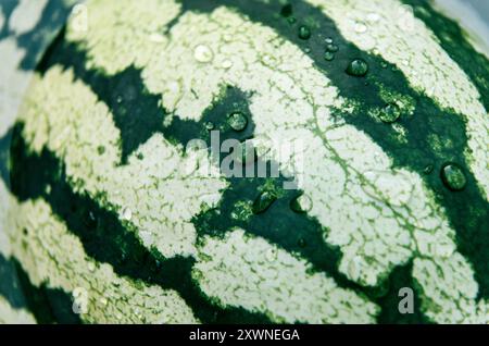 Close up watermelon skin with water droplets Stock Photo