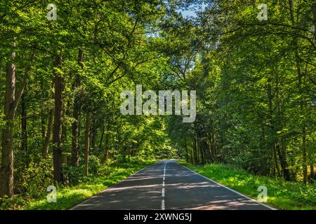 Local road 439 in beech forest west of village of Niezgoda, Barycz Valley Landscape Park, protected area, Lower Silesian Voivodeship, Poland Stock Photo