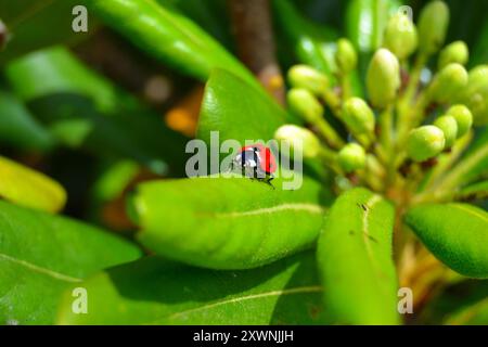 A red ladybug with black spots perched on a twig among green leaves, capturing a detailed close-up of nature's beauty. Stock Photo