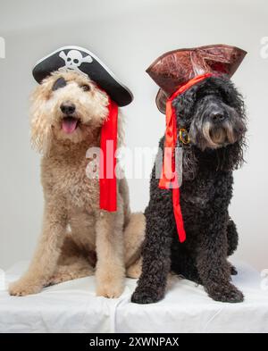 A black and a cream labradoodle sitting side by side dressed as pirates Stock Photo
