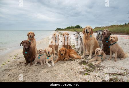 Large group of assorted dogs sitting on a beach, Florida, USA Stock Photo