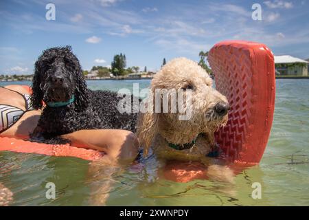 Woman lying on a lilo in the ocean with two dogs, Florida, USA Stock Photo